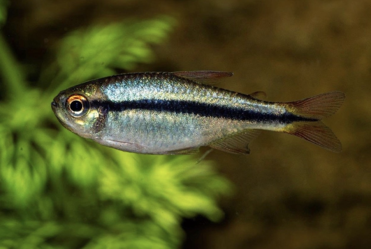 Svart Neontetra