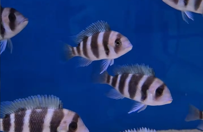 Cyphotilapia frontosa